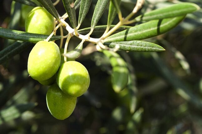 benefici del consumo di olive con una dieta chetogenica